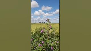 A Fenland Meamble - part 1