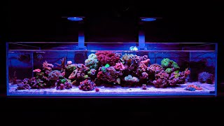 What’s Inside my Saltwater Aquarium?