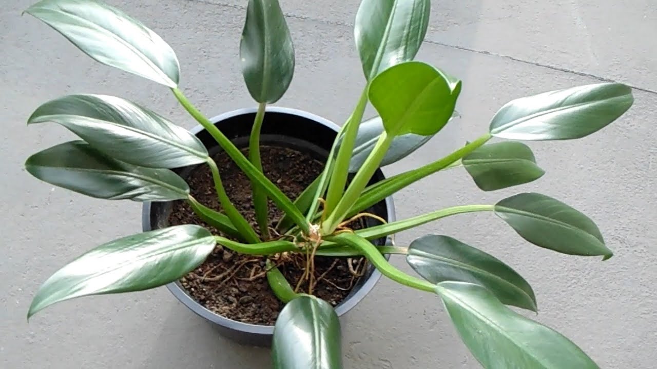 フラスコフィロデンドロン フィロデンドロン マルティアヌム Youtube