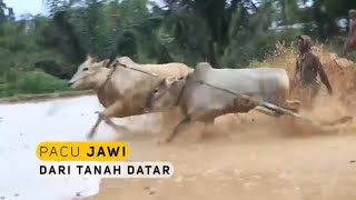 Download Lagu Pacu Jawi Dari Tanah Datar | BOCAH PETUALANG (02/10/21) MP3