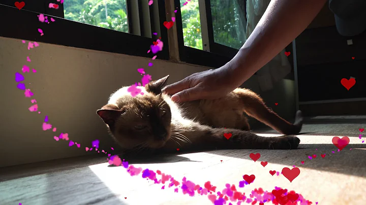 Video 11839731: siamese cat, long cat, cat born, cat old