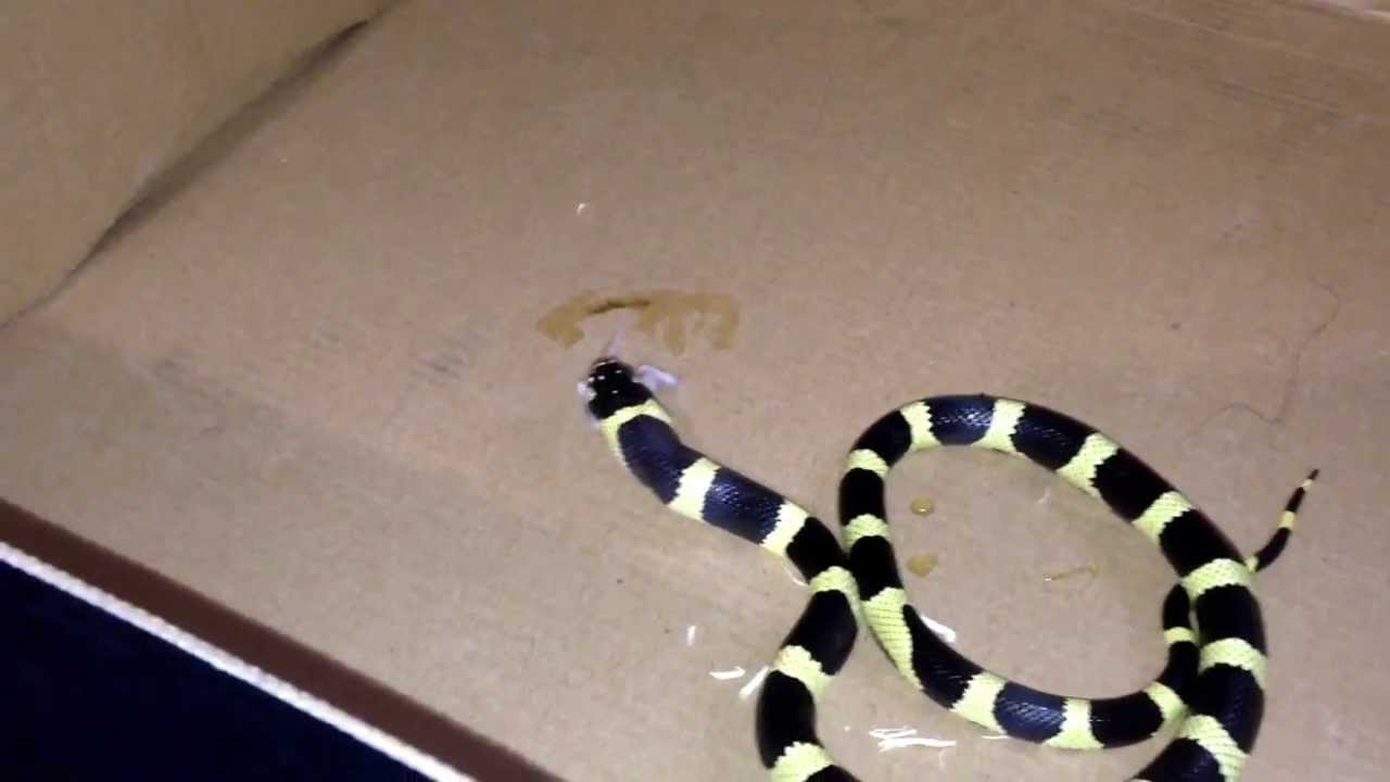 camera iphone 8 plus apk Cali king eating rat
