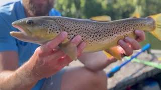 Caught a big brown trout while floating the Watauga River!