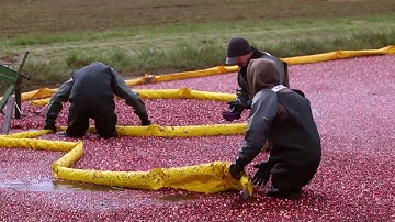 Michigan Cranberries Ep708
