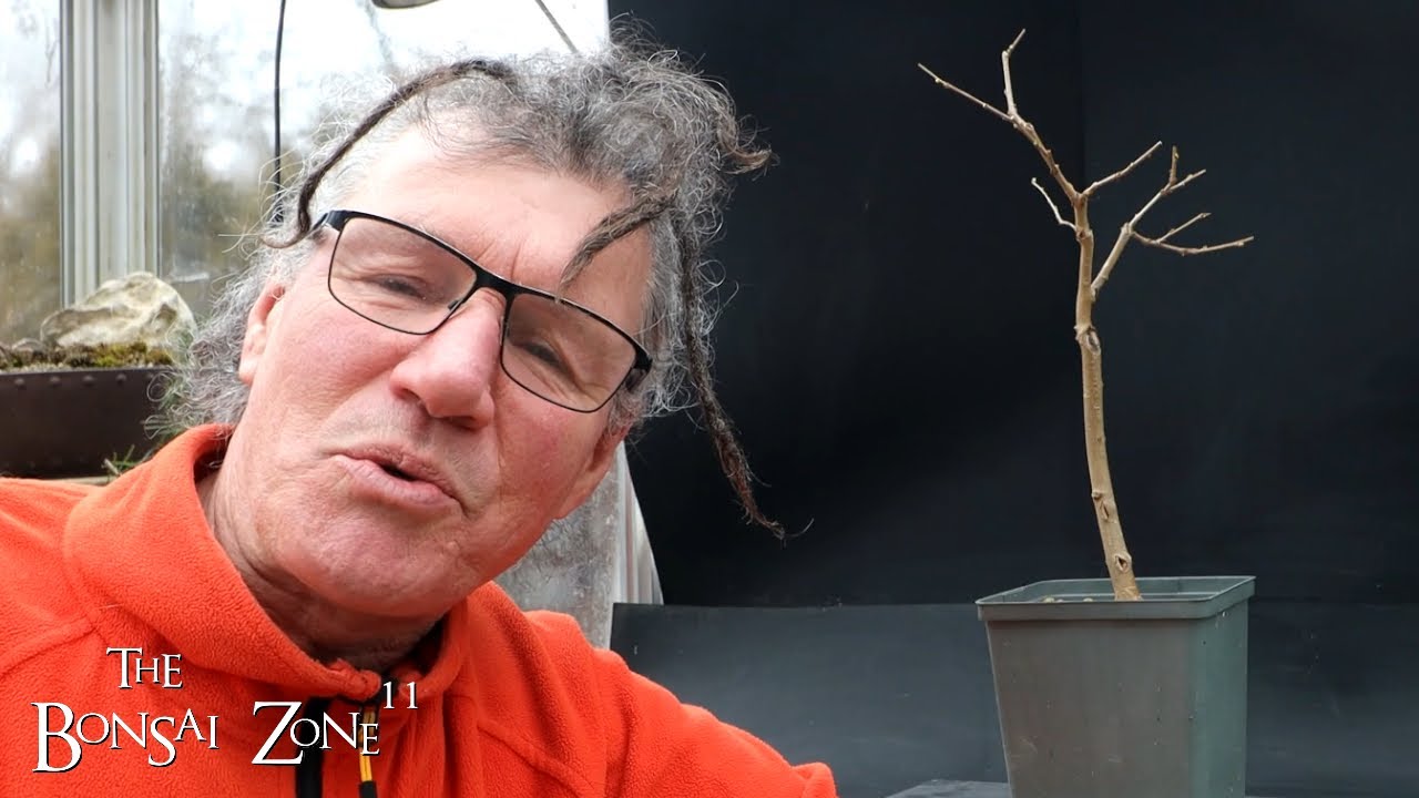 Repotting My Mulberry Tree, The Bonsai Zone, Feb 2024