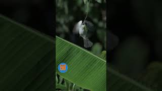 Light-vented Bulbul has it&#39;s lunch - OkiPixelFinders