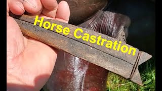 Horse Castration | Breeding | Livestock Management