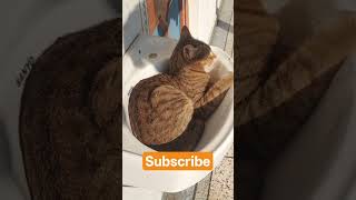 Have u seen this before😂😂share your cat phots❤️❤️ # #catperson #cattales #lovelycat #mycat Have u seen this before😂😂share your cat phots❤️❤️ # #catperson #cattales #lovelycat #mycat