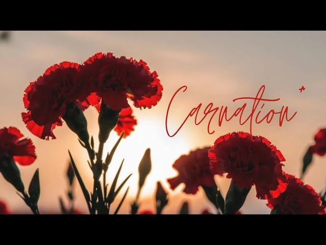 【MV】Carnation*　- 母の日に贈る曲 -