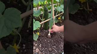 Onion and garlic plants are protecting vegetables from diseases 😲l #vegetables
