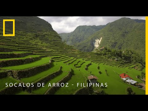 Vídeo: Os arrozais são sustentáveis?