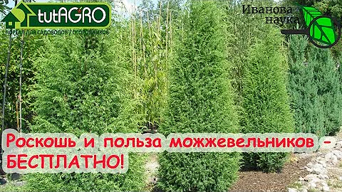 Взял ЗА ТАК, посадил и наслаждаюсь! Прогулка с пользой дела. Как выбрать и выкопать можжевельник.