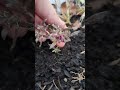 Sage seed finally sprouted! New growth in the garden 🌱 🌸Spring is here! Sage and Allysum