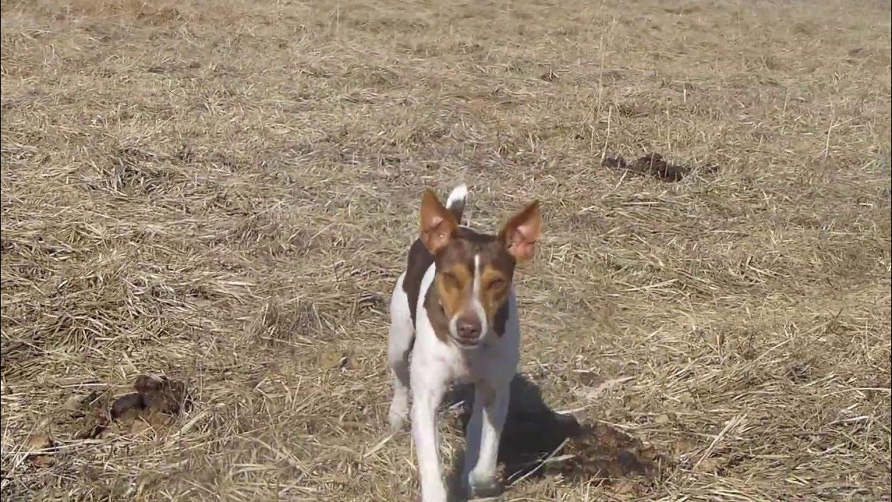 Rat Terriers out in the field hunting YouTube