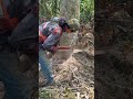 Ternyata penebang pohon yang handal juga gus Nipong
