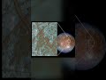 ＮＡＳＡ解明 エウロパ地下海へ栄養を運ぶ氷の沈み込みメカニズム