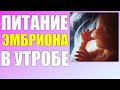 ПИТАНИЕ ЭМБРИОНА | Как питается ребенок в утробе матери