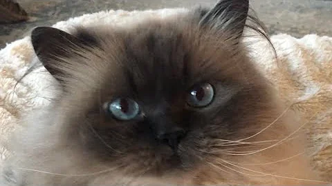 Video 5687571: himalayan cats meowing, cute himalayan cat