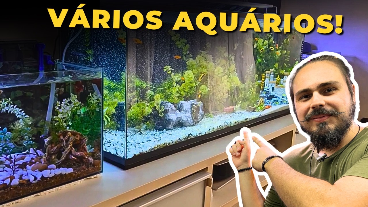 🔴OS VÁRIOS AQUÁRIOS DO FELIPE |Mr. Betta|