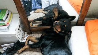 ROTTWEILER LOVES HER OWN REFLECTION!