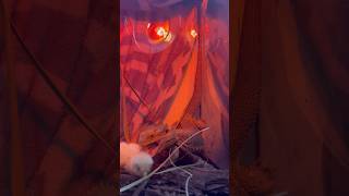 Wild Bearded Dragon Live Feeding