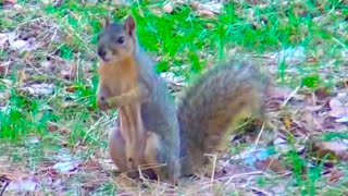 Cute Squirrel - Nettes Eichhörnchen by AnimalsReview 7,455 views 9 years ago 54 seconds