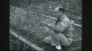 An Expert Trims Roses