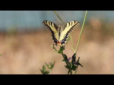 Video: Fluture coada rândunicii