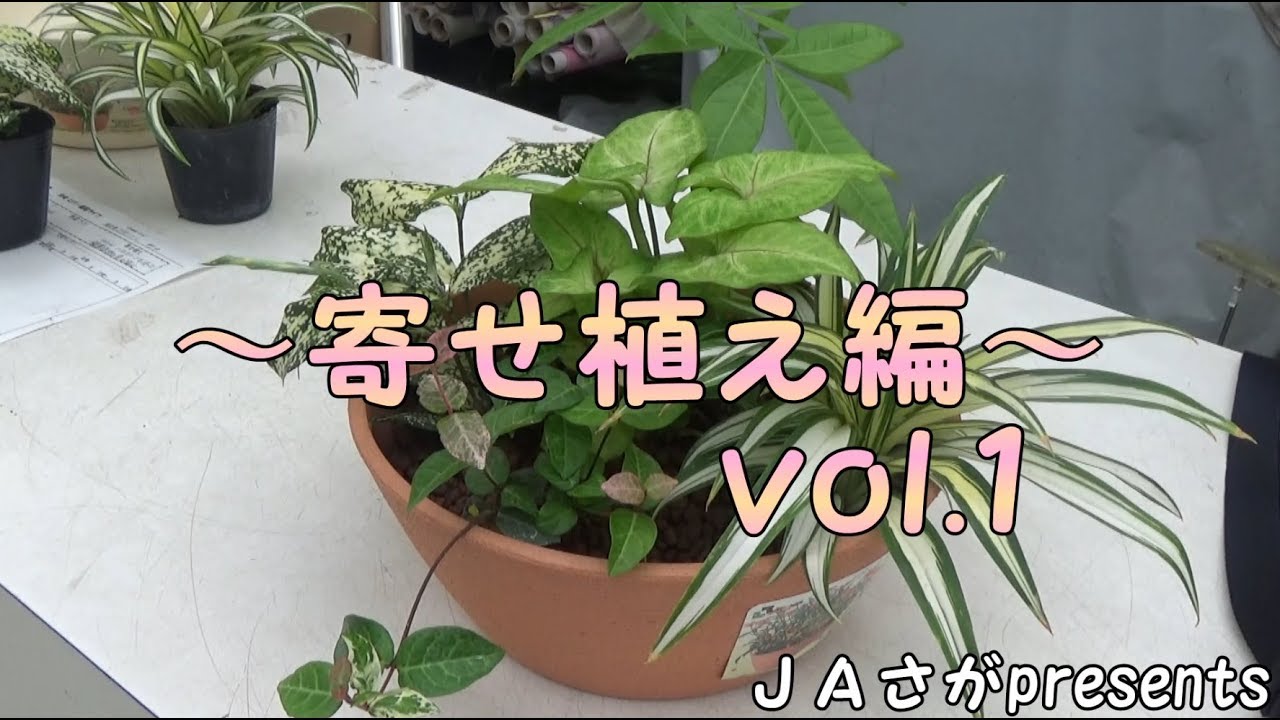 観葉植物をハイドロカルチャーで 夏 ほっと ガーデニング教室 Jaさが 佐賀県農業協同組合