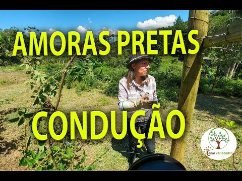 Vídeo: As amoras natchez precisam de uma treliça?