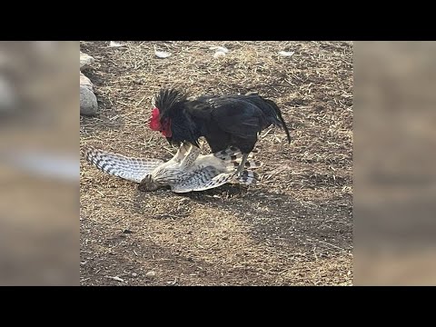 Видео: Домашние Животные против Хищников! Как домашние животные сражаются с врагами