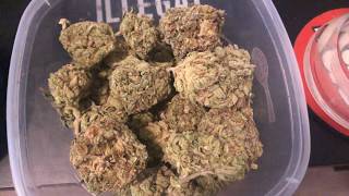 STRAIN APPRECIATION: SUPERGLUE
