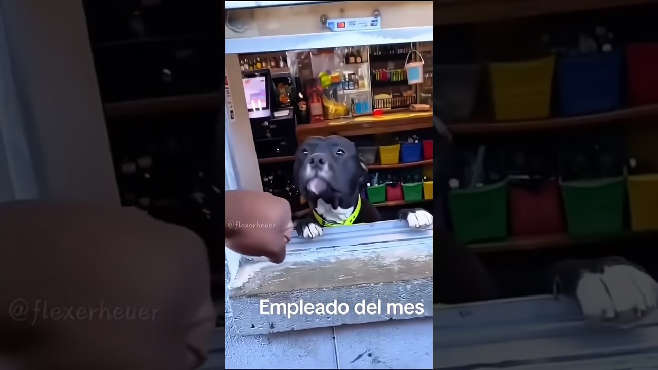 He Is A Huge Help Around The House