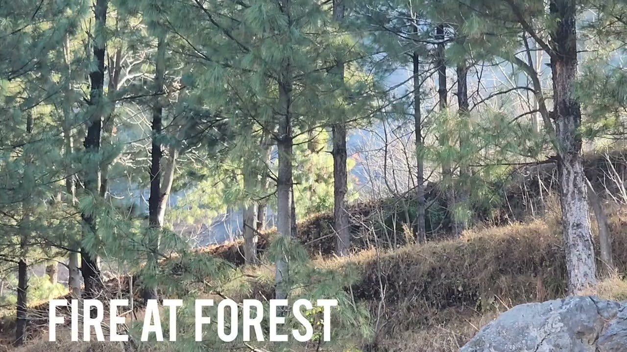 Stop Making Fire in Nathiagali Forest | Save Nature & Wildlife | Hillvibe 