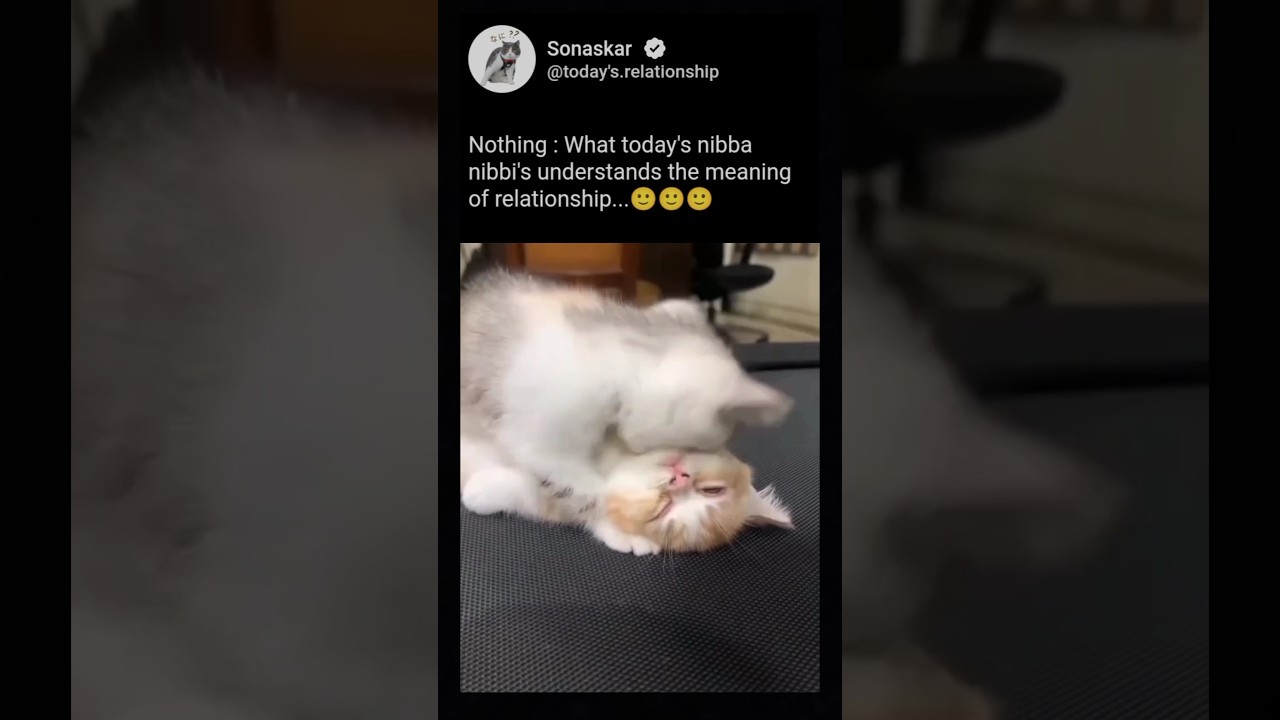 True Love Of Nibba And Nibbi's | 