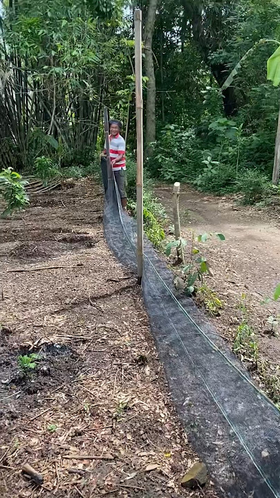 Memasang Jaring Waring 120m di Kebun Agar Ayam Ga Masuk🐓