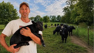 We Found Our First Newborn Calves! Now Comes the Hard Part