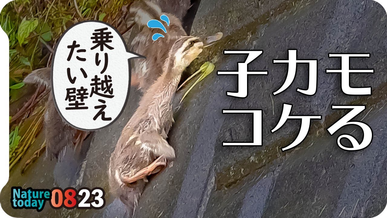 0823【カルガモ親子 雨の引っ越し】猛禽類ハヤブサ科チョウゲンボウ