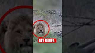 4 Moments Animals RUINED Peoples Days