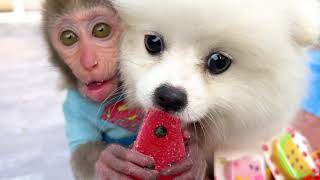 Monkey Baby Bon Bon Go To A New Home And Eat Fruit With The Puppy In The Garden