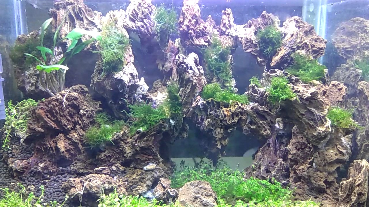 Aquascape garang stone  YouTube