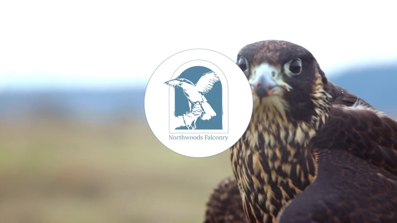 Welcome Northwood Falconry