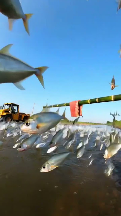 Flying fish fried fish catch fish