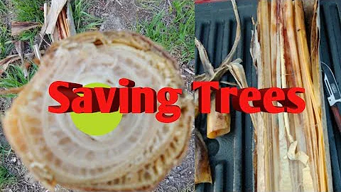 Cutting banana trees to ensure they will grow back