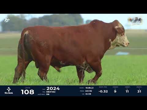 LOTE 108   TAT 2024 M Braford
