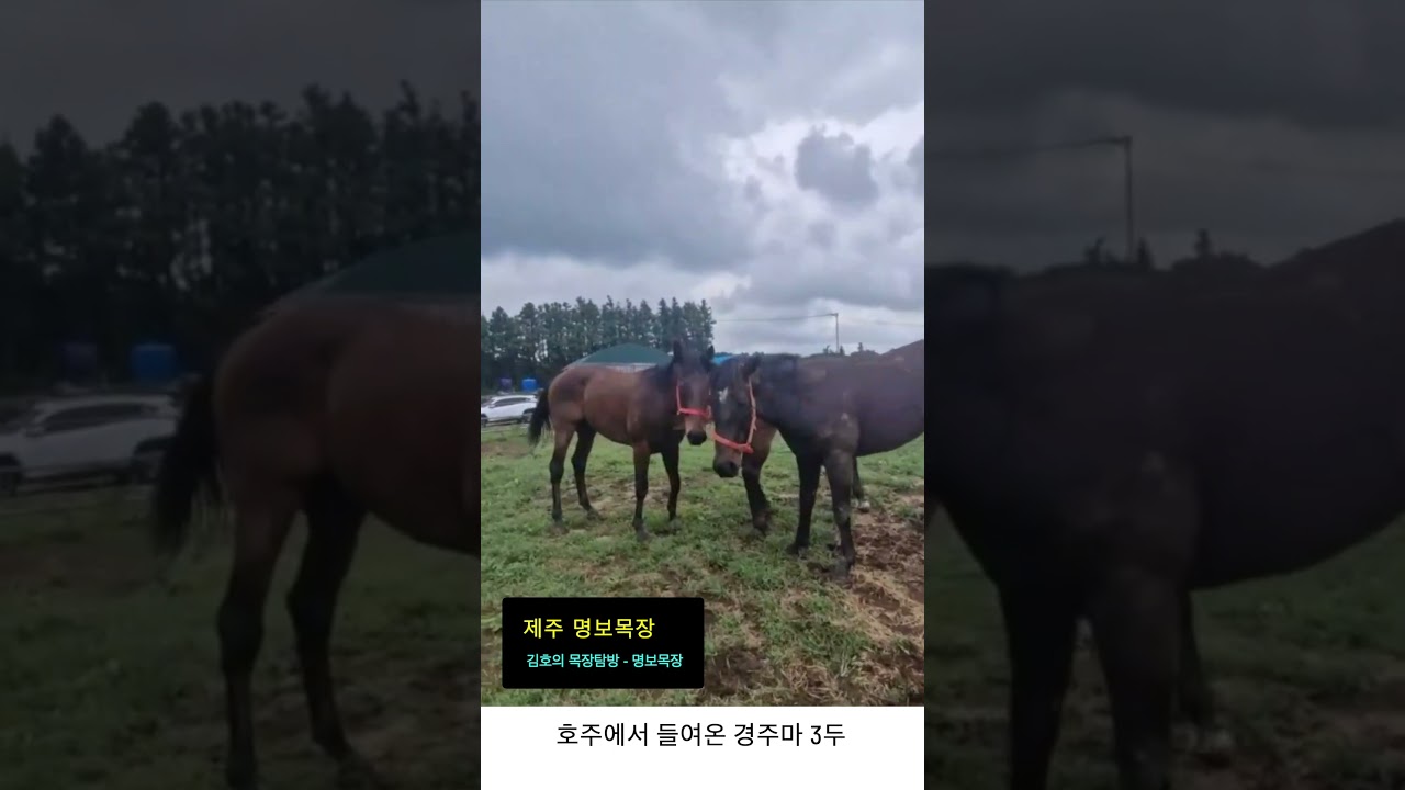 호주에서 들여온 경주마 3두
