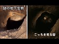 ネットを騒がせた謎映像、その真実を暴く(解説）