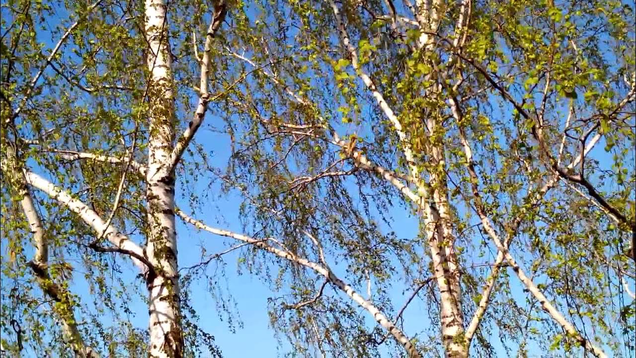 Стоит береза качается. Дерево на ветру. Березовая роща хабаровск. Березка гиф. Одинокое дерево на ветру.