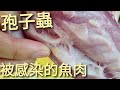 煙仔虎裡的寄生蟲，看看孢子蟲對魚肉的影響。當場打消你在家自製生魚片的念頭？其實自己處理，仔細檢查正是安全保險的做法。