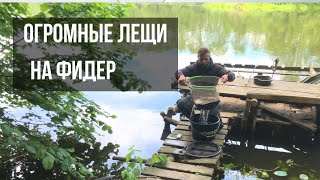 ТРОФЕЙНЫЕ ЛЕЩИ! Фидерная рыбалка на Осиповичском водохранилище